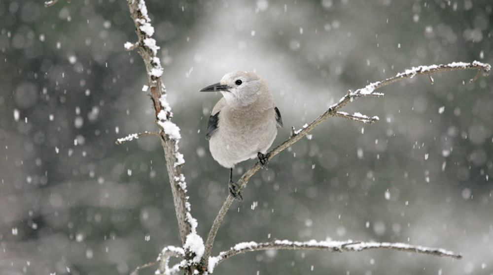 2月雪の中で動物は何してるの?
