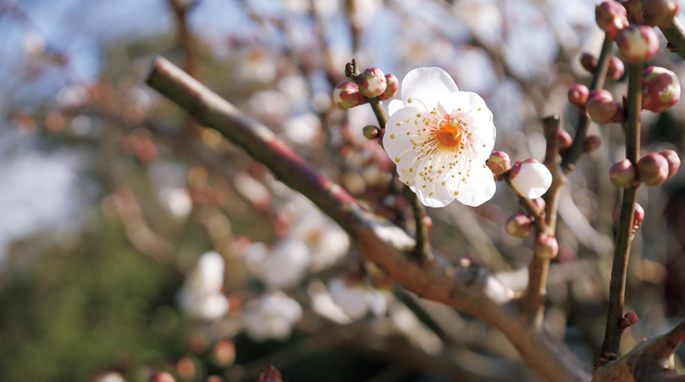 3月芽が出てきたよ!