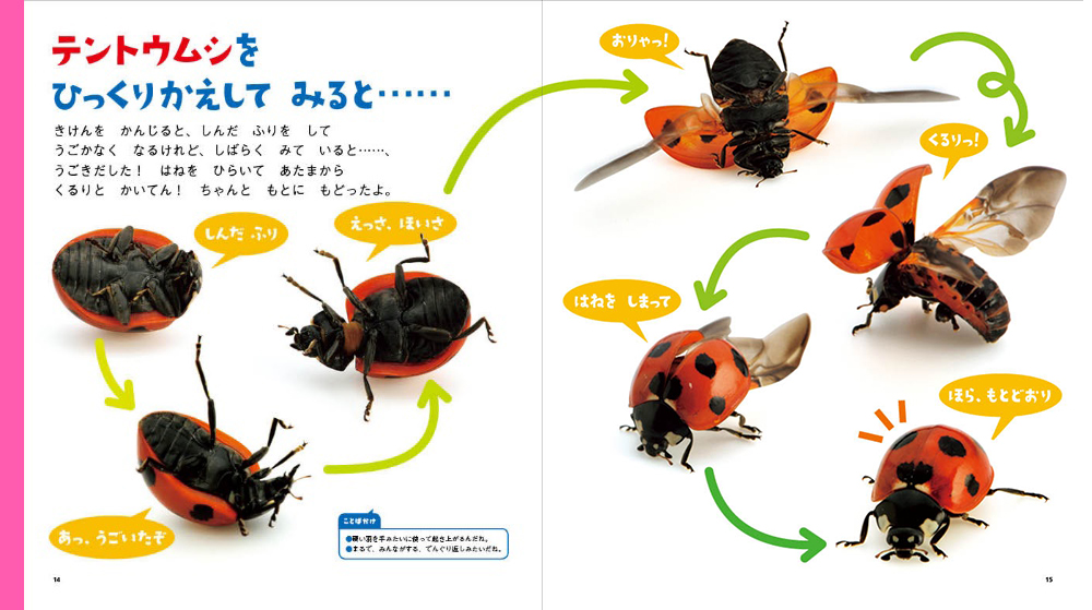 4月テントウムシの秘密